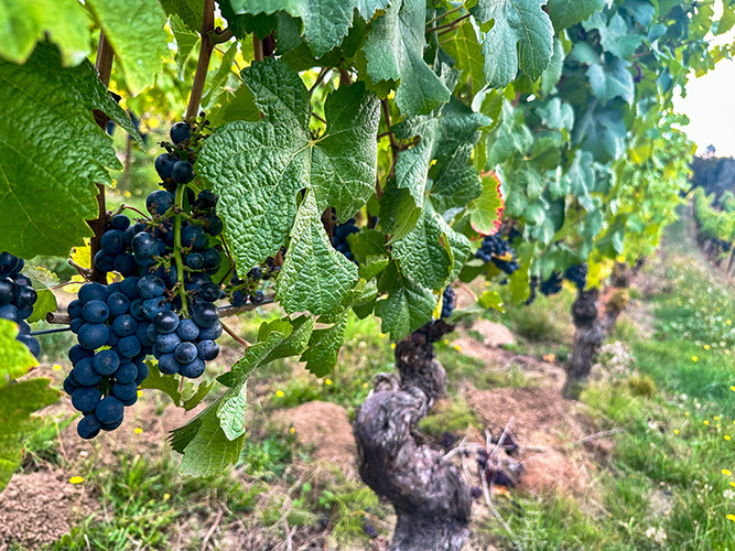 Oregon Wine Country 2024