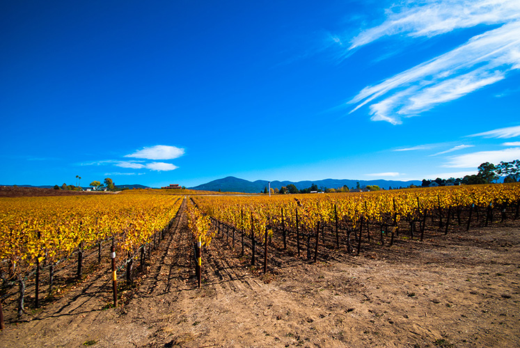 California Wine Country 2013